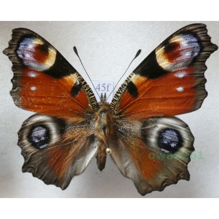 Aglais io (Linnaeus, 1758) Rusałka pawik Czech45f